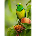 5D Teemantmaal, T&auml;is&uuml;mmargune puur DIY Linnu Lill Daimond Tikand Rhinestone Ristpistes Komplektid Seinakunst Kodukaunistus Full Round 20x30CM