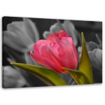 L&otilde;uenditr&uuml;kk Red Tulip Flowers Nature 60x40 roosa
