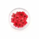 20 tk/karp Pressitud Kuivatatud Nartsiss Plumi&otilde;ie Lill Epoks&uuml;vaigust Ehtevalmistamiseks K&uuml;&uuml;nte Kunst K&auml;sit&ouml;&ouml; DIY Tarvikud lilla