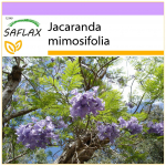 SAFLAX - Jacaranda - 50 seemet - Jacaranda mimosifolia