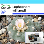 SAFLAX &ndash; kinkekomplekt &ndash; Peyote &ndash; 20 seemet &ndash; Koos kinkekarbi, kaardi, etiketi ja potisubstraadiga &ndash; Lophophora williamsii