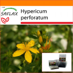 SAFLAX &ndash; Aed kotis &ndash; St. Naistepuna - 300 seemet - Substraadiga sobivas p&uuml;stises kotis - Hypericum perforatum