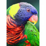 DIY Papagoi 5D Teemantmaal T&auml;is&uuml;mmargune puurlind Teemanttikandid Ristpistes Mosaiigikomplektid Seinakunst K&auml;sitsi valmistatud kingitus Full Round 60x90CM