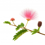 25 Graines d'Arbre &agrave; Soie Albizia (Albizia julibrissin)