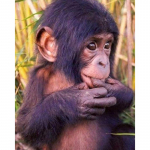 Ise ise 5D teemantmaaling V&auml;ike ahv, ristpistes ruudukujuline teemanttikandi muster &uuml;mmargune 20X30CM