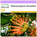 SAFLAX &ndash; tulerattapuu &ndash; 20 seemet &ndash; Stenocarpus sinuatus