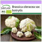 SAFLAX &ndash; Orgaaniline &ndash; Lillkapsas &ndash; Lumepall &ndash; 70 seemet &ndash; Brassica oleracea