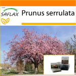 SAFLAX - Aed kotis - Metsik must kirss - 30 seemet - Substraadiga sobivas p&uuml;stijas kotis - Prunus serrulata