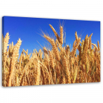 L&otilde;uendiprint Ear Harvest Nature Gold 60x40 sinine