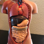 Unisex inimese torso keha anatoomia anatoomiline mudel Siseorganid Skeletis&uuml;steem