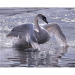 Teemanttikandid Loomade Luik isetegemine 5D Teemantmaal Ristpistes Kirsikivist n&auml;put&ouml;&ouml; Kodukaunistus 20X30CM