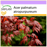 SAFLAX - Punane Jaapani vaher - 20 seemet - Acer palmatum