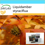 SAFLAX - Kingikomplekt - American Sweet Gum - 100 seemet - Koos kinkekarbi, kaardi, etiketi ja potisubstraadiga - Liquidamber styraciflua