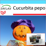 SAFLAX &ndash; kinkekomplekt &ndash; K&otilde;rvits &ndash; Laternk&otilde;rvits &ndash; 10 seemet &ndash; Koos kinkekarbi, kaardi, etiketi ja potisubstraadiga &ndash; Cucurbita pepo