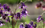 150 Garden Columbine Seeds - mitmeaastased taimelilled - paljundatavad talupojaseemned - Semi-Wild