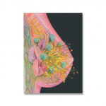 Anatoomiline kunst Rind S&uuml;da Vaagna Rind Rind P&otilde;hjamaade Plakat Arsti kabinet Dekoratiivne seinamaal 21cm&times;30cm NoFrame