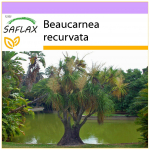 SAFLAX &ndash; Ponytail Palm &ndash; 10 seemet &ndash; Beaucarnea recurvata