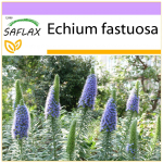 SAFLAX &ndash; Madeira uhkus &ndash; 100 seemet &ndash; Echium fastuosa