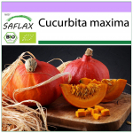 SAFLAX &ndash; Mahe &ndash; Suvik&otilde;rvits &ndash; Hokkaido &ndash; 5 seemet &ndash; Cucurbita maxima