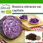 SAFLAX &ndash; Mahe &ndash; Punane kapsas &ndash; Punane trummipea &ndash; 250 seemet &ndash; Potisubstraadiga paremaks kasvatamiseks &ndash; Brassica oleracea