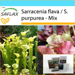 SAFLAX &ndash; kinkekomplekt &ndash; Kann Taimesegu &ndash; 10 seemet &ndash; Koos kinkekarbi, kaardi, etiketi ja potisubstraadiga &ndash; Sarracenia Mix