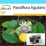 SAFLAX - Kingikomplekt - Magus granadill - 20 seemet - Koos kinkekarbi, kaardi, etiketi ja potisubstraadiga - Passiflora ligularis