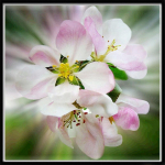 Loom 5D Teemantmaalimine T&auml;isteemant Hobune Kass Siga Papagoi &Uuml;mmargune Teemantmosaiikmuster Kodu Kaunistus Ise-tee K&auml;sitsi Valmistatud Seinakleeps 30X30cm