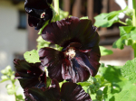 35 Black Hollyhock Seeds - dekoratiivsed aialilled - paljundatavad talupojaseemned - SemiWild