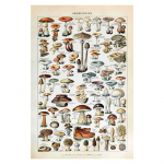 K&ouml;&ouml;giviljad, puuviljad, seened, loomad, retroplakat Botaaniline pilt, teadusprindid l&otilde;uendile. Kodubaar Kohviku sisekujundus Kunst seinamaaling 30x40cm