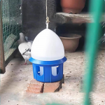 Pigeon Drinker Bird Water Bucket Puuritarvikute jaotur paabulinnu jaoks 4L
