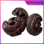 Orgaaniline lilla reishi seen metsik 500g Taimne tervisetee &hellip;