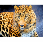 T&auml;ispuurimise &uuml;mmargune 5D DIY Teemantmaaling Leopard Teemanttikandid Ristpistes 20X30CM