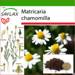 SAFLAX - mairohi - 300 seemet - Potisubstraadiga paremaks kasvatamiseks - Matricaria chamomilla