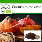 SAFLAX &ndash; Mahe &ndash; Suvik&otilde;rvits &ndash; Hokkaido &ndash; 5 seemet &ndash; Potisubstraadiga paremaks kasvatamiseks &ndash; Cucurbita maxima