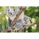 5D DIY Teemantmaali Loom Koala Rhinestone Art Pilt T&auml;isringi t&auml;is Teemanttikandid Kingi Mosaiik Kodukaunistuse komplekt Full Round 20x30CM