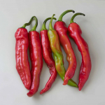 25 Graines de Poivron Doux Tr&egrave;s Long des Landes - SemiSauvage Permaculture