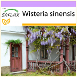 SAFLAX - Sinine Hiina Wisteria - 4 seemet - Wisteria sinensis