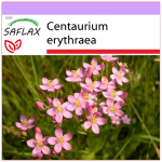 SAFLAX - Harilik Centaury - 250 seemet - Centaurium erythraea