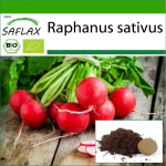 SAFLAX - Mahe - Redis - Kirsikelluke - 100 seemet - Potisubstraadiga paremaks kasvatamiseks - Raphanus sativus