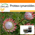 SAFLAX - Aed kotis - Giant King Protea - 5 seemet - Substraadiga sobivas p&uuml;stises kotis - Protea cynaroides
