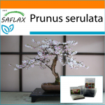 SAFLAX - Aed kotis - Bonsai - Metsik must kirss - 30 seemet - Substraadiga sobivas p&uuml;stijas kotis - Prunus serulata
