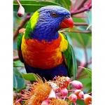 5D DIY Teemantmaaling Papagoi T&auml;is&uuml;mmargune &uuml;mmargune puur Linnud Loomade Teemanttikandid Ristpistes Mosaiigikomplektid K&auml;sitsi valmistatud kingitus Full Round 60x90CM