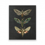 Vintage Moth Looduse Putukate Prindid Plakatid Avaleht Seinakaunistus Loomad Hariduspildid L&otilde;uendmaalingud Lastetoa kunstkaunistus 21x30cm No Framed