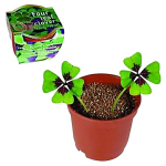 Tr&egrave;fle &agrave; 4 feuilles &agrave; planter avec 2 bulbes en pot