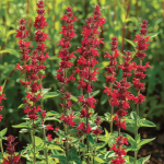 100 punakaspunase salvei seemet (Salvia coccinea helepunane)