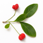 15 Graines de Fusain d'Europe (Euonymus Europaeus)