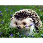 5D teemantmaaling siillill isetehtud mosaiik teemanttikandid ristpistes 20X30CM