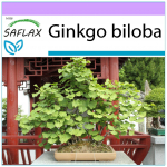 SAFLAX - Bonsai - Maidenhair Tree - 4 seemet - Ginkgo biloba