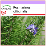 SAFLAX &ndash; Rosmariin &ndash; 100 seemet &ndash; Rosmarinus officinalis