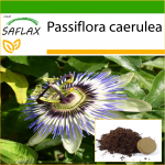 SAFLAX &ndash; kannatuslill &ndash; 25 seemet &ndash; Potisubstraadiga paremaks kasvatamiseks &ndash; Passiflora caerulea